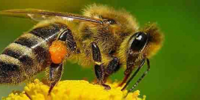 Пчеларите от Минерални бани могат да кандидатстват за кредити