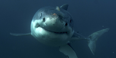 „Седмицата на акулите“ се завръща с нови вълнуващи филми по Discovery Channel