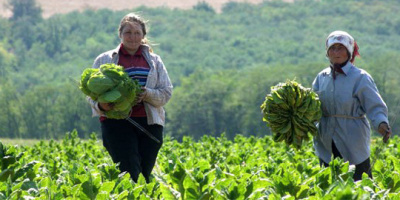 Испания търси берачи на ягоди в Стамболово