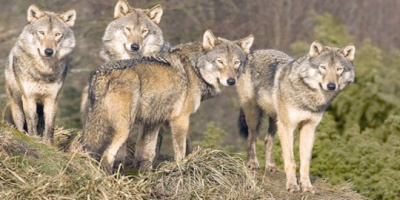 В Стамболово вземат мерки срещу нападенията на вълци