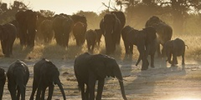 Очарователните животни на Африка - по Viasat Nature