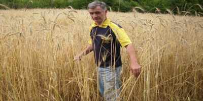 Нови сортове зърнени храни пробват в Стамболово