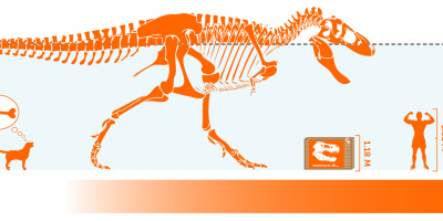 TNT транспортира черепа на Тиранозавър рекс в Европа