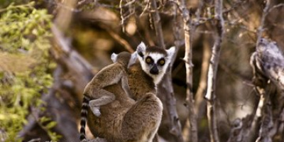 „Мадагаскар“ - най-големите чудеса на естествения свят  по Viasat Nature