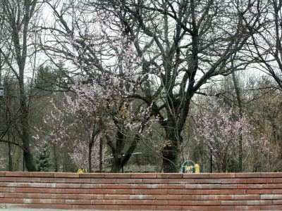 Плодните дръвчета в Минерални бани цъфнаха