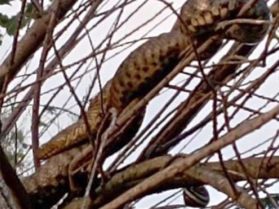 Община Харманли нае лицензиран ловец на змии