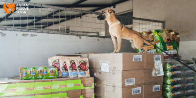 Purina дари над 3 100 кг храна на приюти за бездомните животни в България